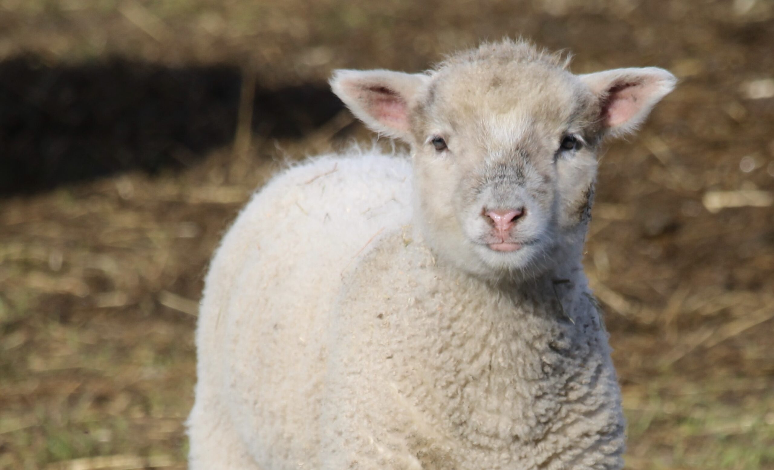 Is jouw foto dé foto van de maand bij Nederweert24?