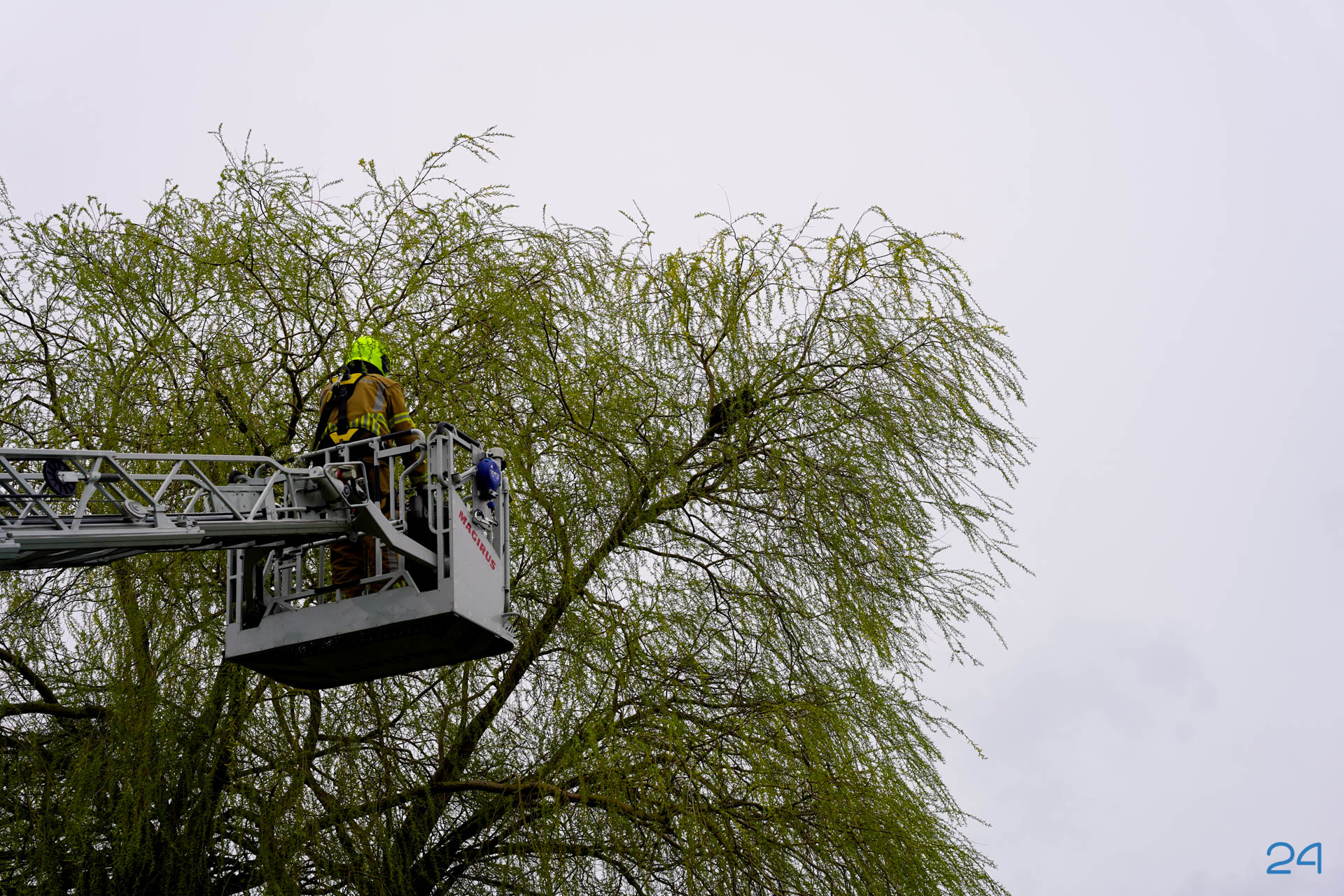 Kat in boom aan de Landbouwstraat in Someren