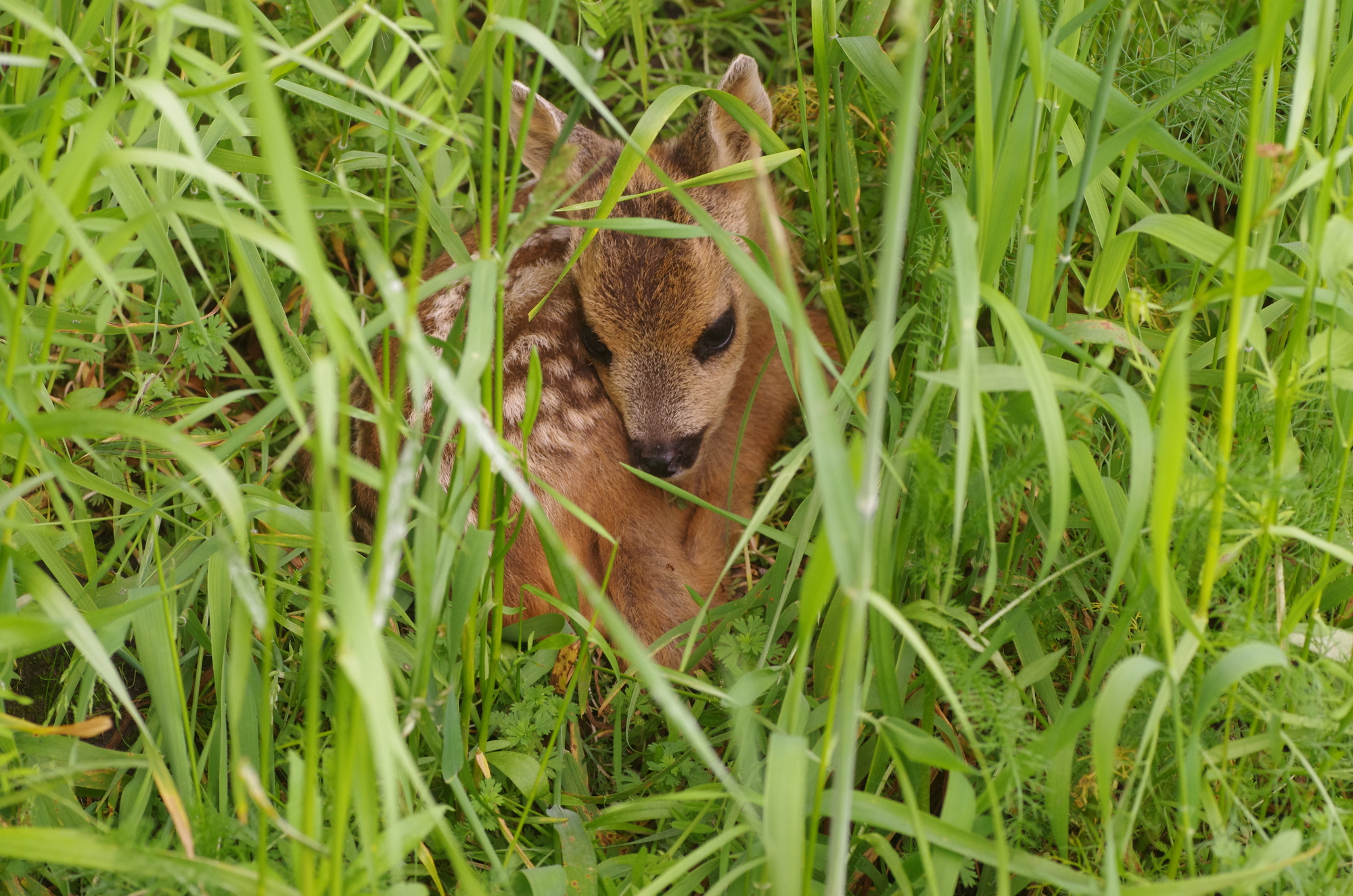 Het broedseizoen is begonnen