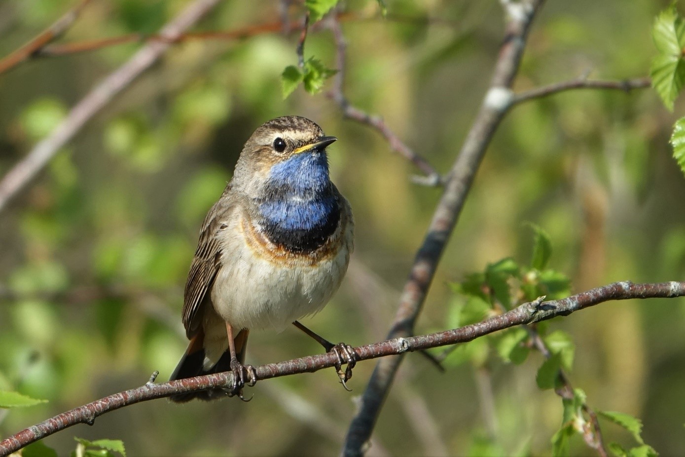 Vogels spotten in De Groote Peel