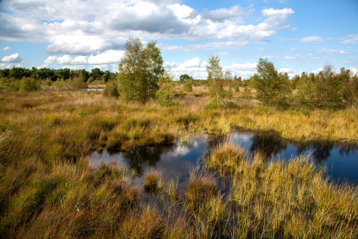 Onderzoek toont aan: spuitvrije bufferzone rond natuur is noodzakelijk