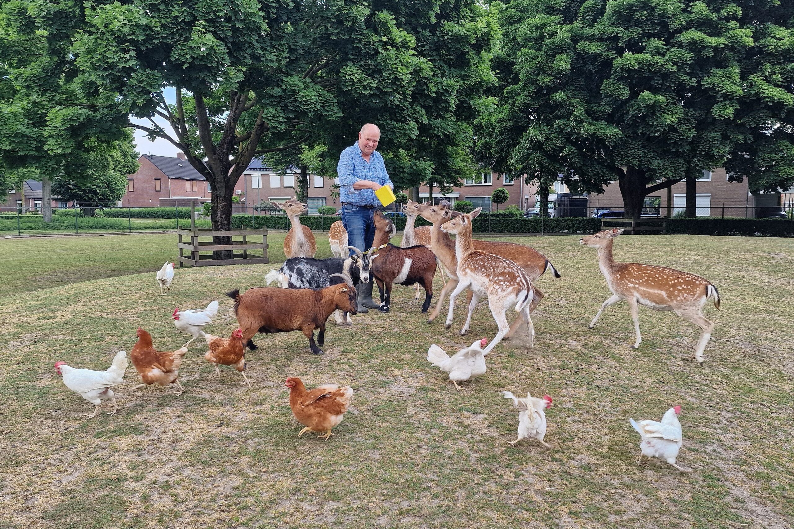 Opening gerenoveerde Dierenweide WEST – Florastraat op 25 mei