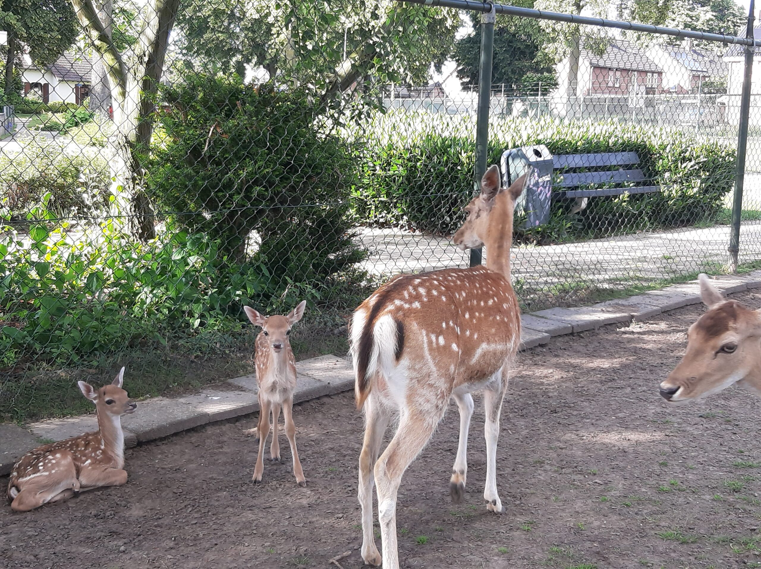 Hertjes geboren in Dierenweide WEST