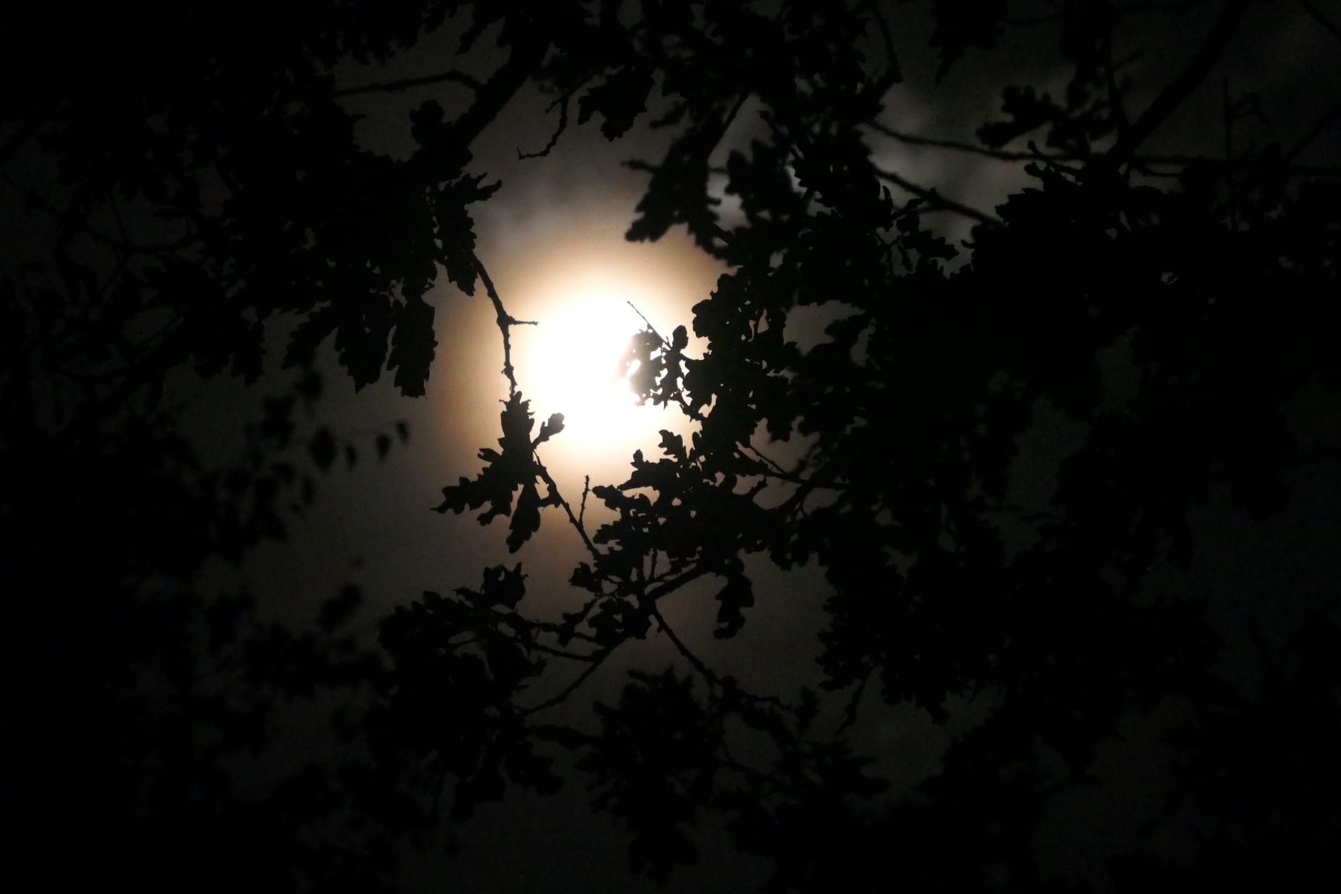 Beleef de volle maan in De Groote Peel