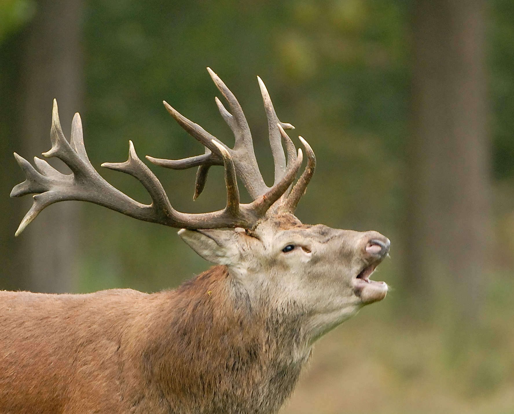 Beleef de burlende edelherten in het Weerterbos