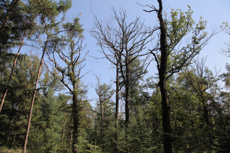 Lezing over bos- en klimaatverandering