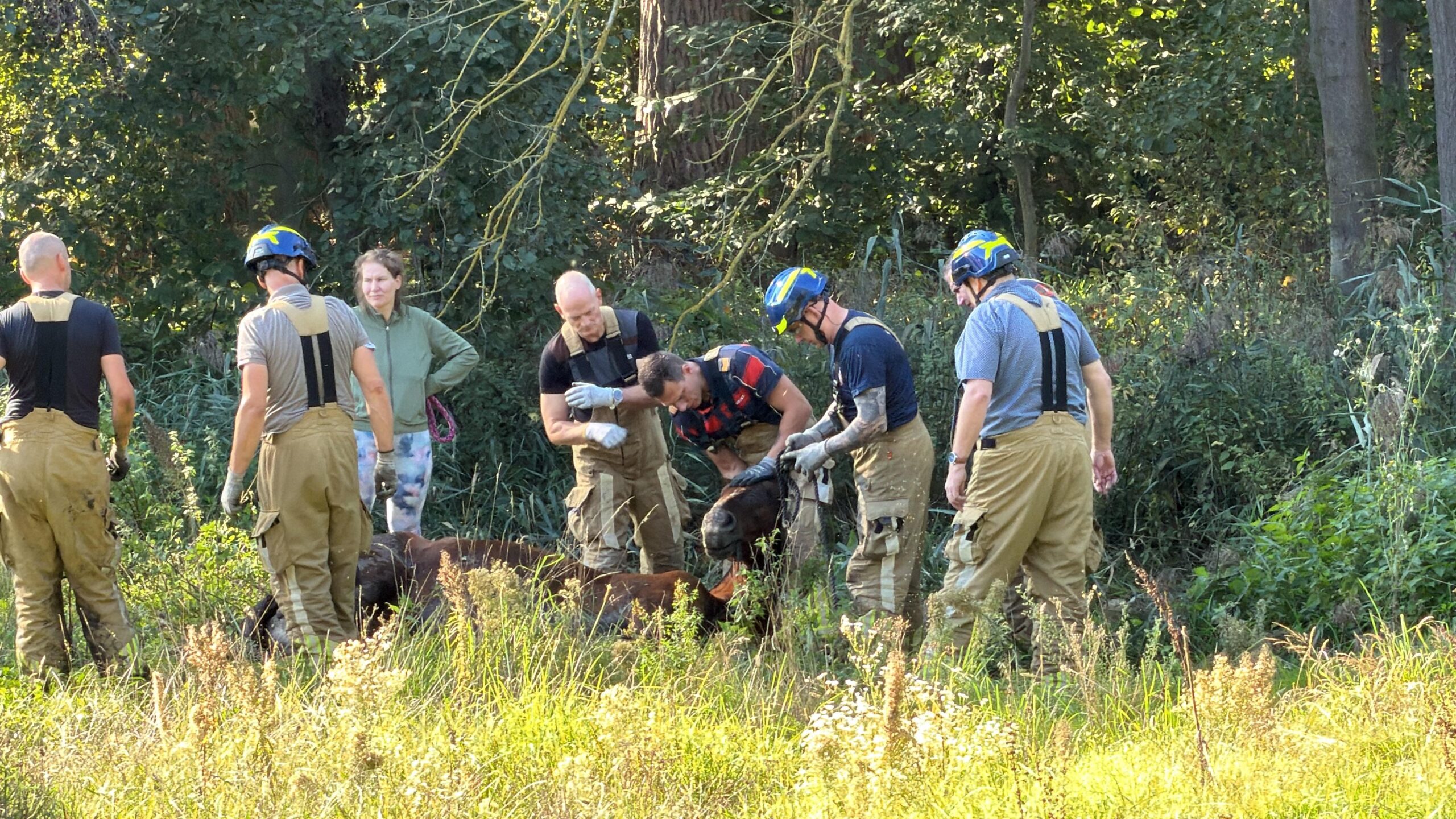 Brandweer Nederweert redt paard uit sloot aan Heinsbergerweg in Roermond