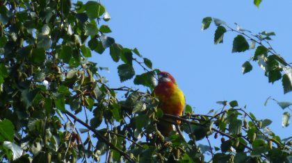 1077219_466371016793296_1006178236_o