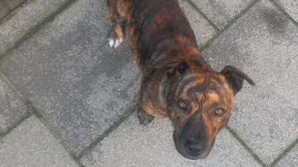 1148406_411727345593617_296589443_n