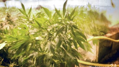 Oprollen van hennepkwekerij in de kelder van een  ligboxstal. Daarbij werd een auto in beslag genomen.