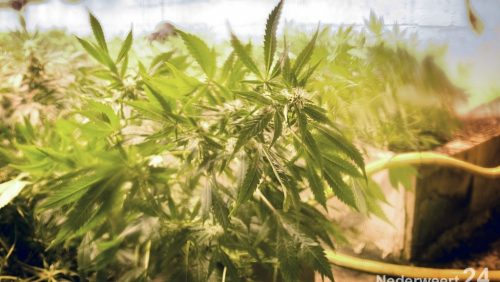 Oprollen van hennepkwekerij in de kelder van een  ligboxstal. Daarbij werd een auto in beslag genomen.