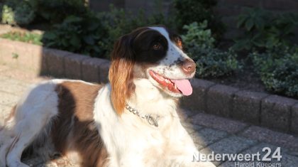 Drentse Patrijs jachthond