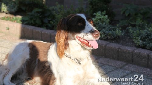 Drentse Patrijs jachthond