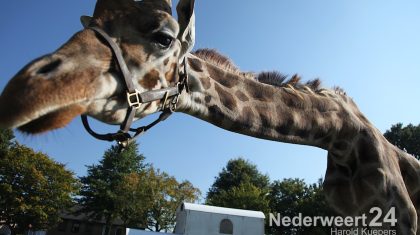 Circus Belly Wien in Nederweert