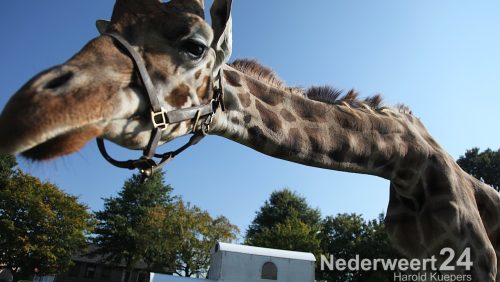 Circus Belly Wien in Nederweert