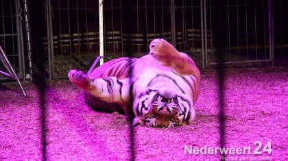 Circus Belly Wien in Nederweert