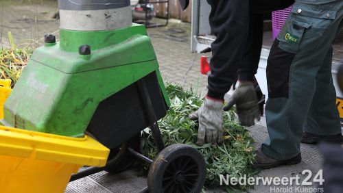 Woensdagmorgen heeft de politie aan de Horickheide in Ospel een hennepkwekerij ontmanteld. In samenwerking met Enexis is deze actie uitgevoerd. De politie heeft inmiddels laten weten dat het om 1000 planten gaat.