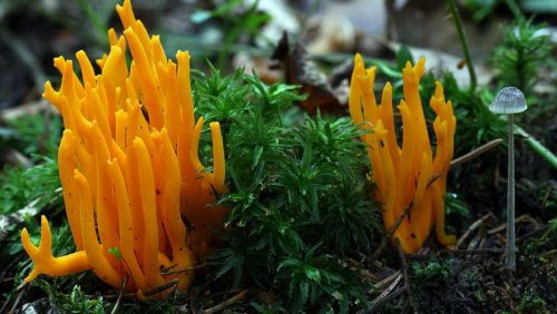 2018-5-9-Kleverig-koraalzwam