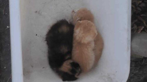 2024_09_19 Bak-met-kittens-gedumpt-Eilers-Nederweert 2024_09_19 Bak-met-kittens-gedumpt-Eilers-Nederweert