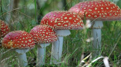 2025-09-24-Activiteiten_Oktober_2025_Buitencentrum_De_Pelen