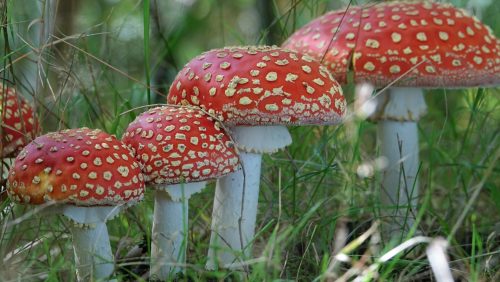 2025-09-24-Activiteiten_Oktober_2025_Buitencentrum_De_Pelen