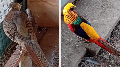 2025-10-26-Dierenweide_Fazanten