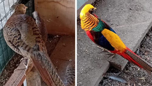 2025-10-26-Dierenweide_Fazanten