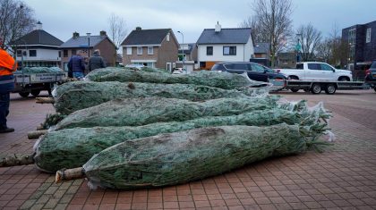 2025-12-06-Buurtboom_Raadhuispein-t8