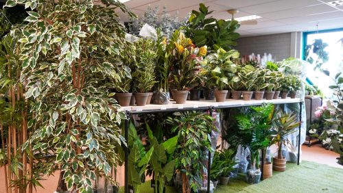 20250311_Homegardendeco-en-Grasdieren-verhuisd-naar-nieuwe-locatie-in-Nederweert_2