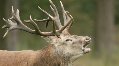 Foto | Stichting het Limburgs Landschap, Henk Heijligers
