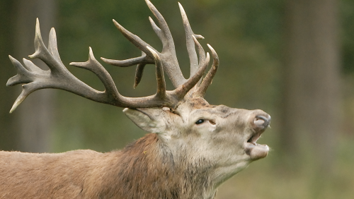 Foto | Stichting het Limburgs Landschap, Henk Heijligers