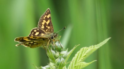 Foto | Marijke Vaes-Schroën