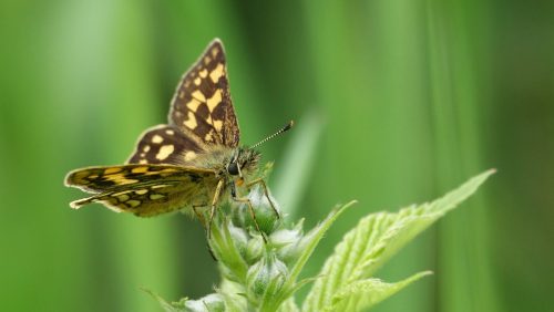 Foto | Marijke Vaes-Schroën