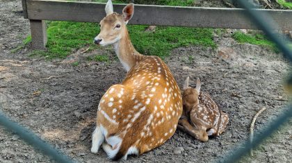 2025_06_14-Dartelen-en-piepende-jongelingen-in-dierenweide-West-Nederweert-2