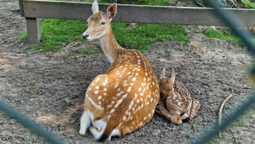 2025_06_14-Dartelen-en-piepende-jongelingen-in-dierenweide-West-Nederweert-2