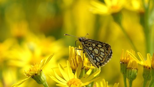 Foto | Marijke Vaes-Schroën | Staatsbosbeheer