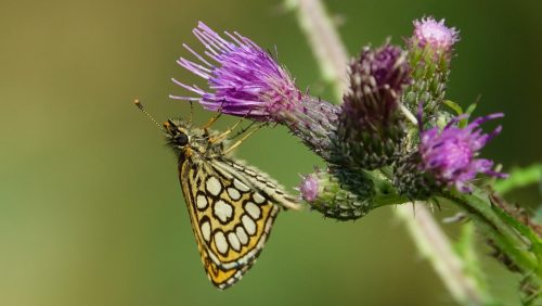 Foto | Marijke Vaes-Schroën | Staatsbosbeheer