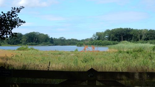 Foto | Henk Verheijen