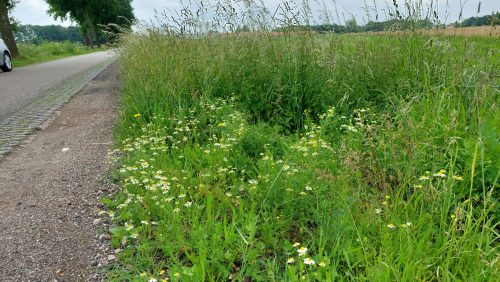 2025_09_12-Planten-spotten-in-bij-de-Schaapsdijk-in-Weert