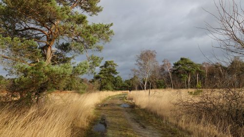 Foto | Marijke Vaes-Schroën | Staatsbosbeheer