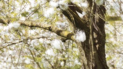 2025_10_29-Overlijdensbericht-Cor-Stals1