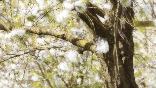 2025_10_29-Overlijdensbericht-Cor-Stals1