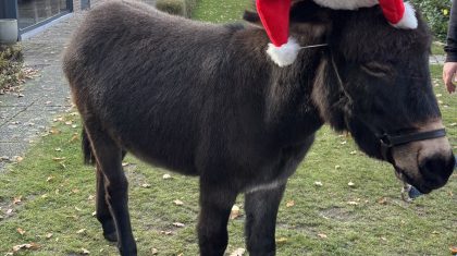 2025_11_18-Kerstmarkt-bij-Zorgboerderij-Steegherhof-in-Leveroy