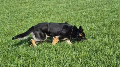 2025_11_30-Nederlands-Speurhonden-Kampioenschap-in-Ospel-1