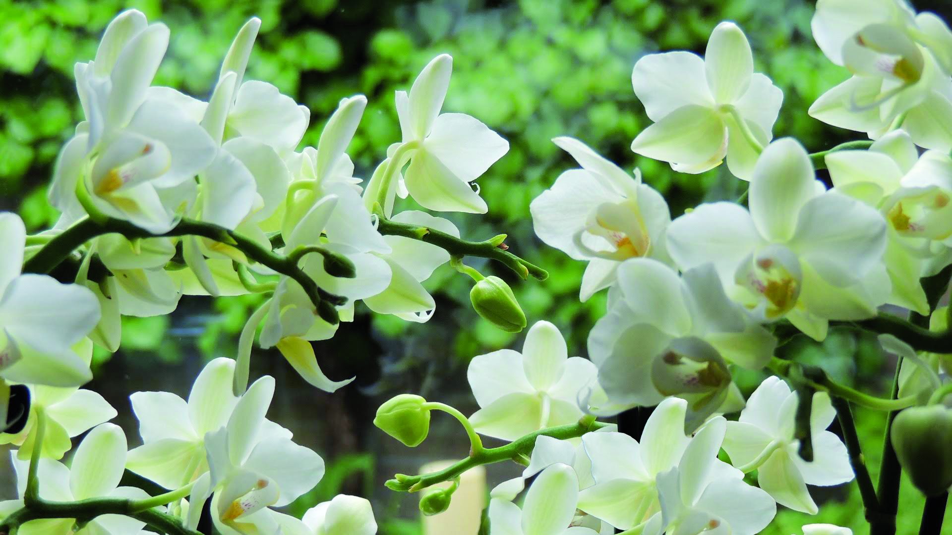 2025_12_17-Rouwadvertentie-Mart-Lambrichts-2