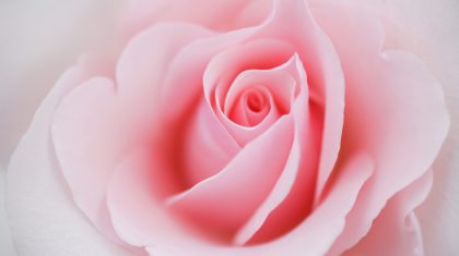 2026-01-28-Overlijdensbericht_Netje_de_Wit_Ramakers2