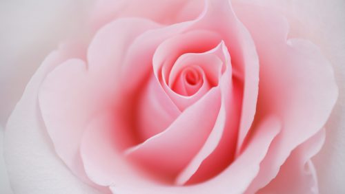 2026-01-28-Overlijdensbericht_Netje_de_Wit_Ramakers2