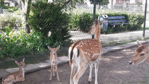 2026-06-16-Hertjes-geboren-in-Dierenweide-WEST1