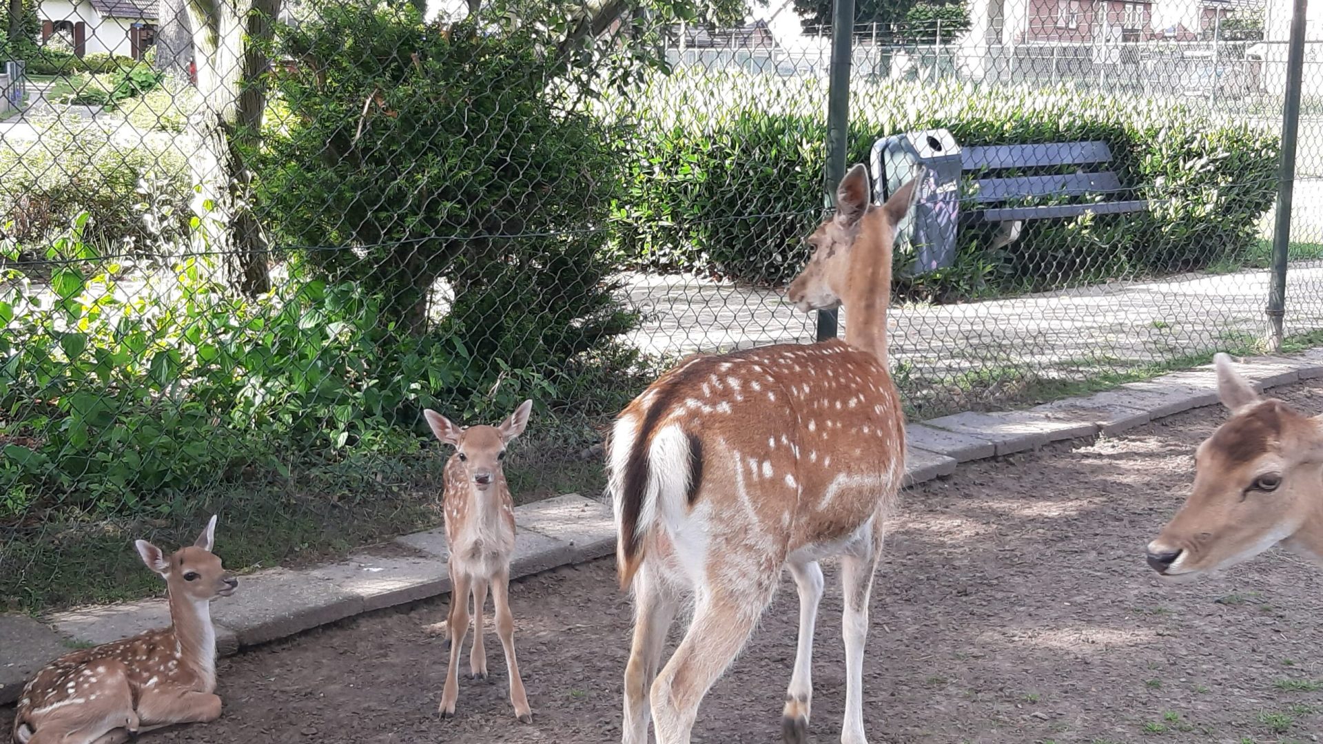 2026-06-16-Hertjes-geboren-in-Dierenweide-WEST1