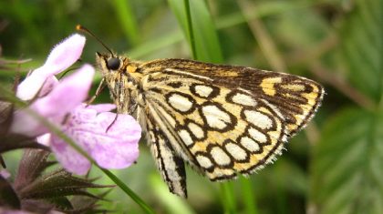 Foto | Marijke Vaes-Schroën | Staatsbosbeheer